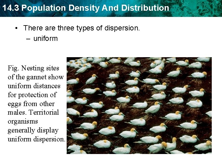 14. 3 Population Density And Distribution • There are three types of dispersion. –
