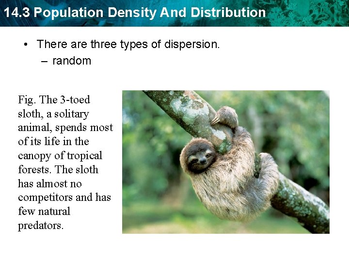 14. 3 Population Density And Distribution • There are three types of dispersion. –