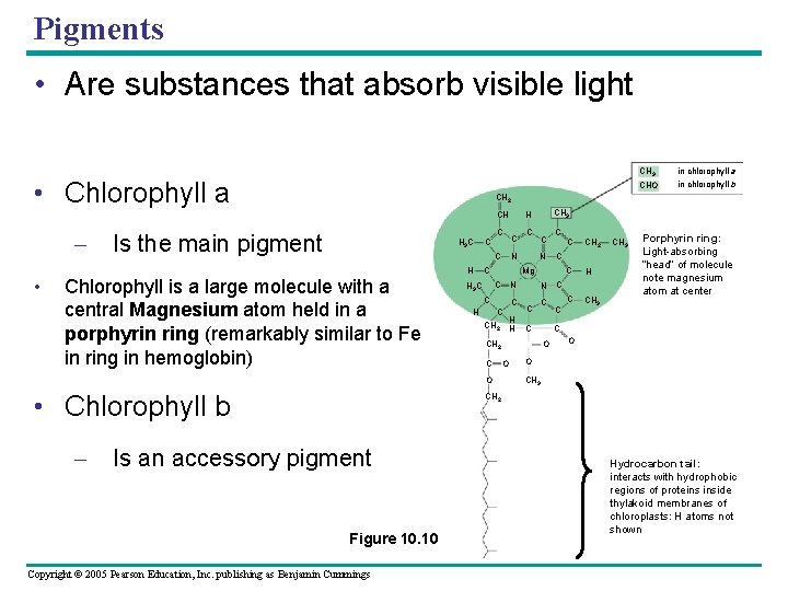 Pigments • Are substances that absorb visible light • Chlorophyll a • C Is