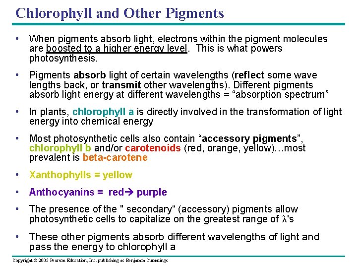 Chlorophyll and Other Pigments • When pigments absorb light, electrons within the pigment molecules