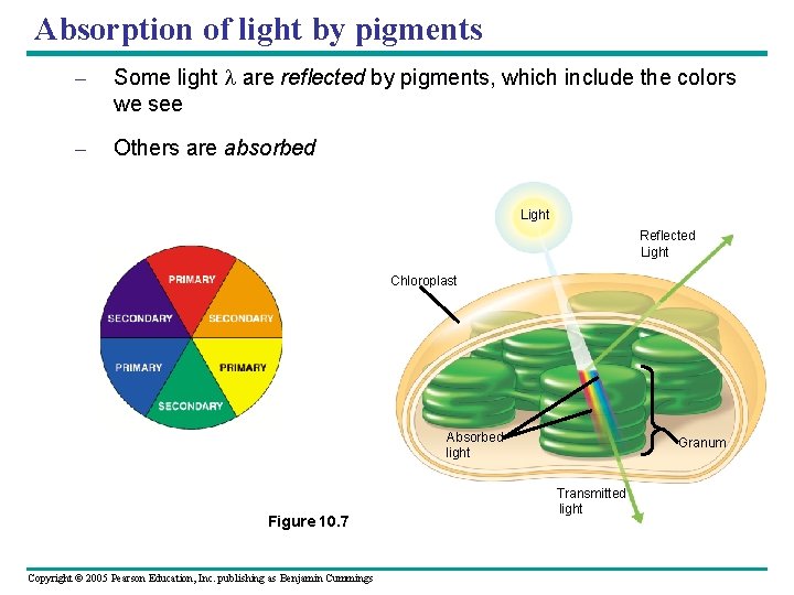 Absorption of light by pigments – Some light l are reflected by pigments, which