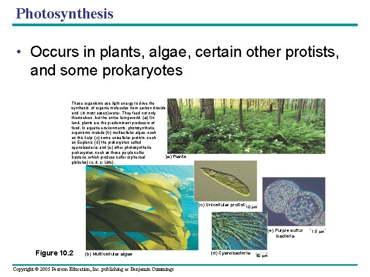 Photosynthesis • Occurs in plants, algae, certain other protists, and some prokaryotes These organisms