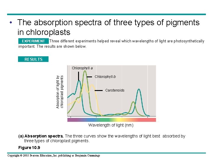  • The absorption spectra of three types of pigments in chloroplasts Three different