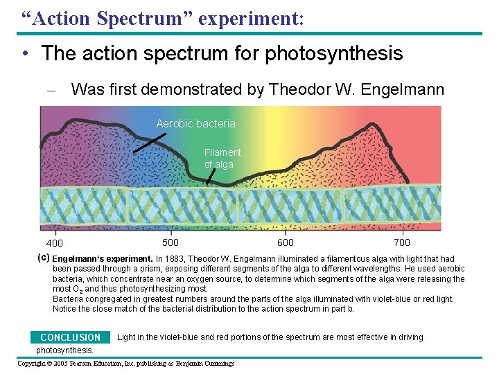 “Action Spectrum” experiment: • The action spectrum for photosynthesis – Was first demonstrated by