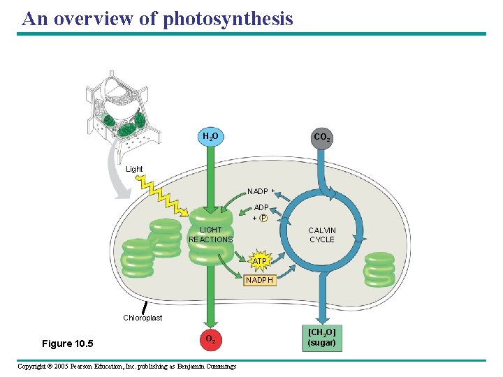 An overview of photosynthesis H 2 O CO 2 Light NADP + P LIGHT