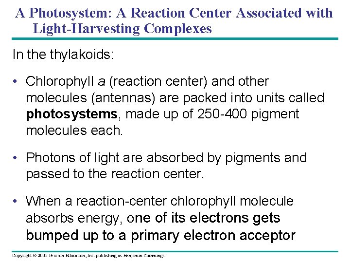 A Photosystem: A Reaction Center Associated with Light-Harvesting Complexes In the thylakoids: • Chlorophyll