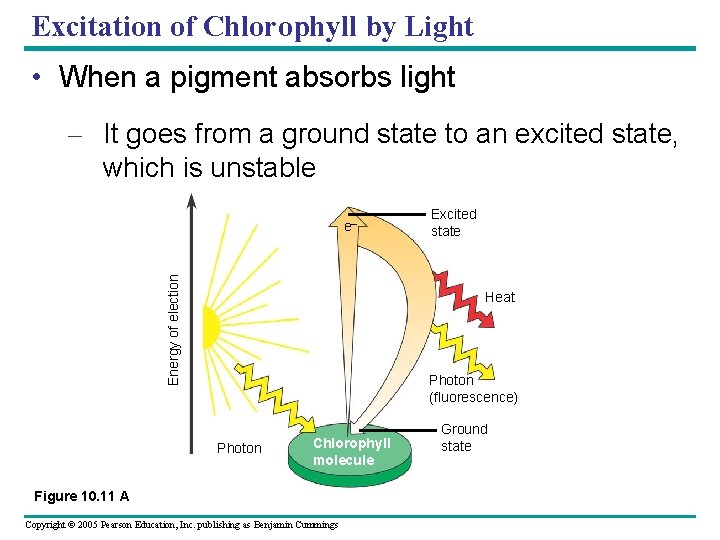 Excitation of Chlorophyll by Light • When a pigment absorbs light – It goes