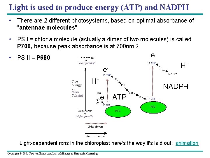 Light is used to produce energy (ATP) and NADPH • There are 2 different