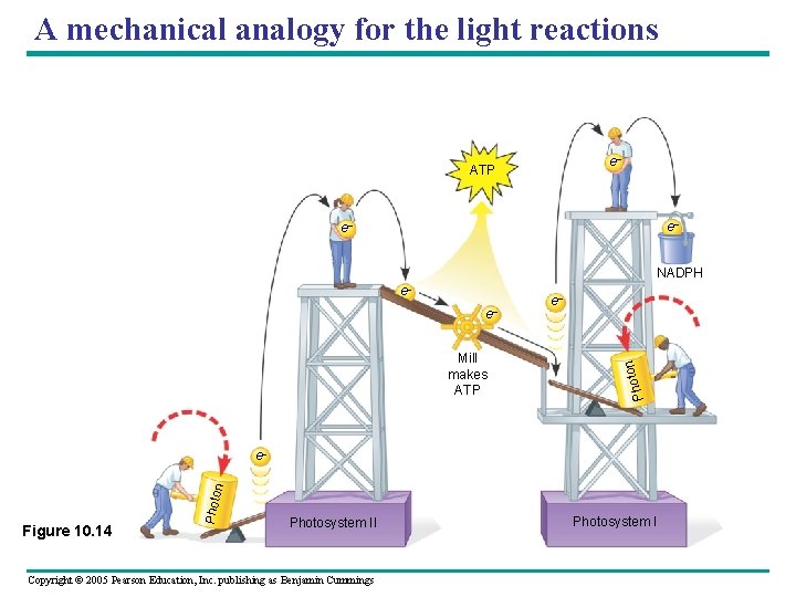 A mechanical analogy for the light reactions e– ATP e– e– NADPH Mill makes