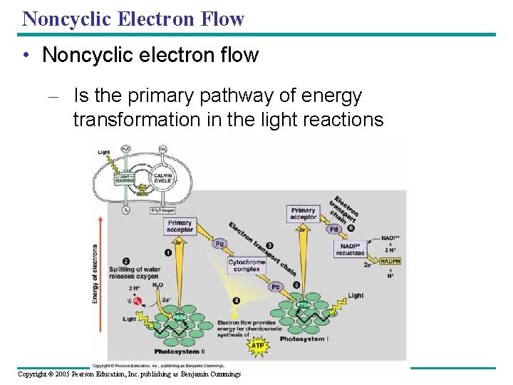 Noncyclic Electron Flow • Noncyclic electron flow – Is the primary pathway of energy