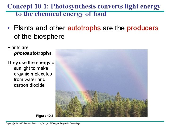 Concept 10. 1: Photosynthesis converts light energy to the chemical energy of food •