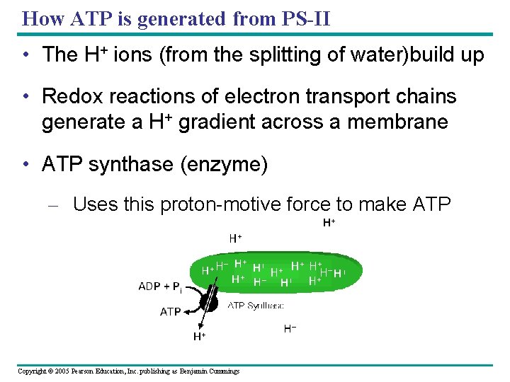 How ATP is generated from PS-II • The H+ ions (from the splitting of