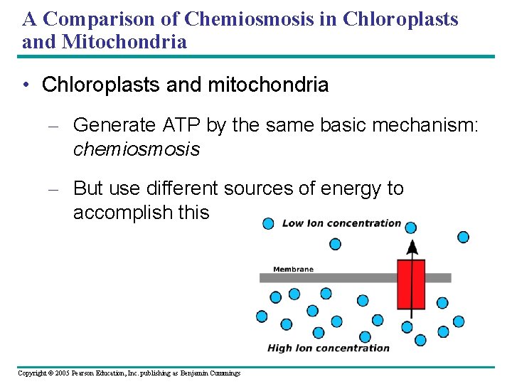 A Comparison of Chemiosmosis in Chloroplasts and Mitochondria • Chloroplasts and mitochondria – Generate