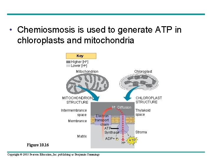  • Chemiosmosis is used to generate ATP in chloroplasts and mitochondria Key Higher