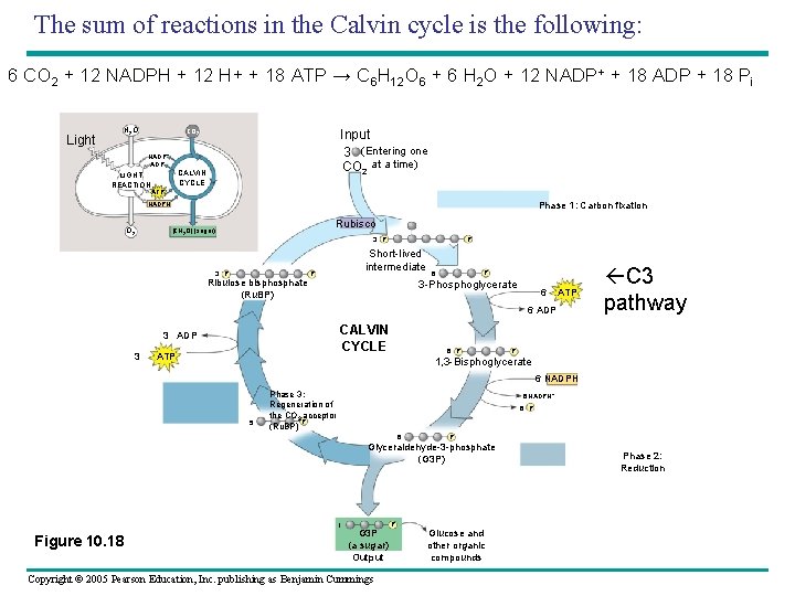 The sum of reactions in the Calvin cycle is the following: 6 CO 2