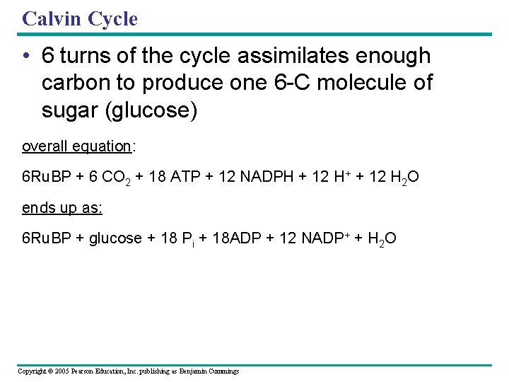 Calvin Cycle • 6 turns of the cycle assimilates enough carbon to produce one