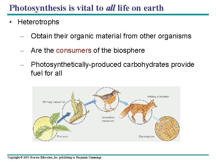 Photosynthesis is vital to all life on earth • Heterotrophs – Obtain their organic