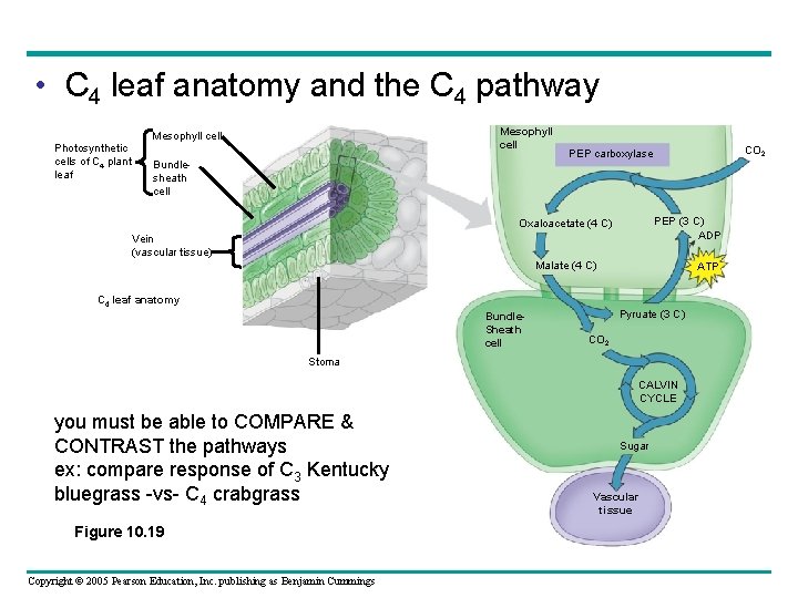  • C 4 leaf anatomy and the C 4 pathway Mesophyll cell Photosynthetic