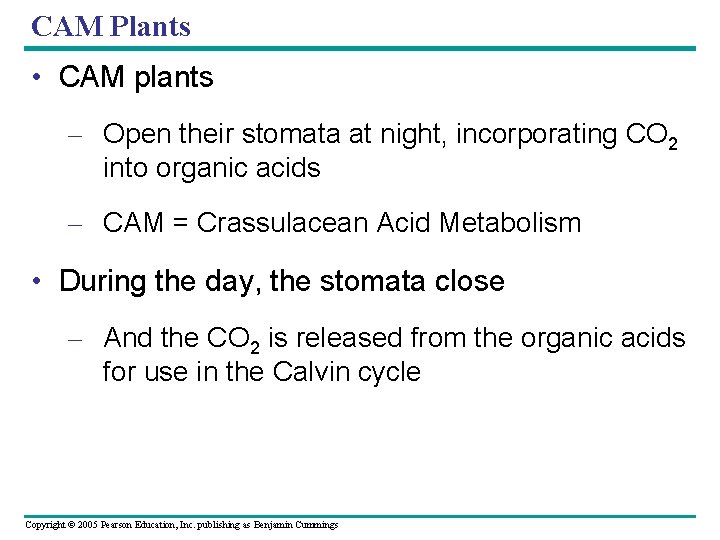 CAM Plants • CAM plants – Open their stomata at night, incorporating CO 2