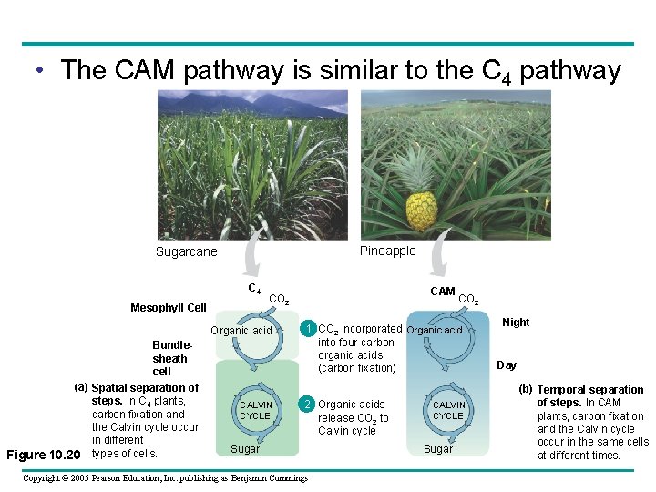  • The CAM pathway is similar to the C 4 pathway Pineapple Sugarcane