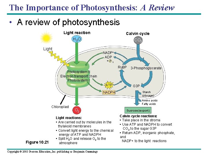 The Importance of Photosynthesis: A Review • A review of photosynthesis Light reaction Calvin