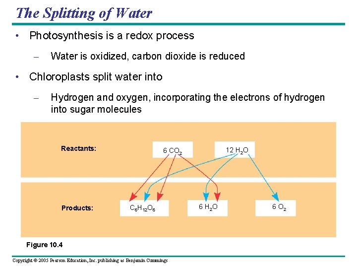 The Splitting of Water • Photosynthesis is a redox process – Water is oxidized,