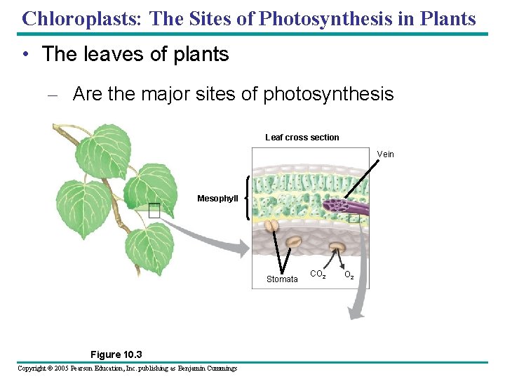 Chloroplasts: The Sites of Photosynthesis in Plants • The leaves of plants – Are