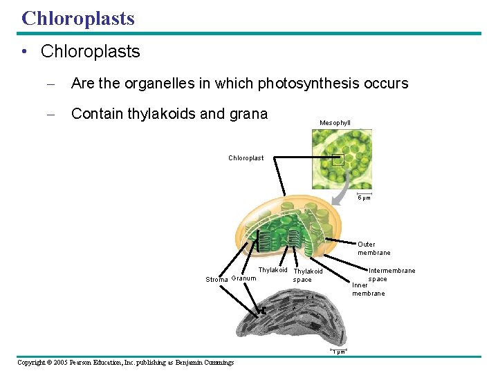 Chloroplasts • Chloroplasts – Are the organelles in which photosynthesis occurs – Contain thylakoids
