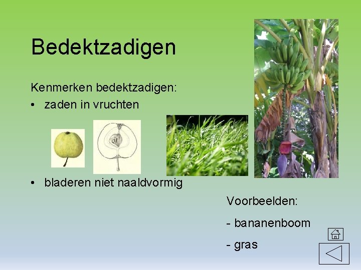 Bedektzadigen Kenmerken bedektzadigen: • zaden in vruchten • bladeren niet naaldvormig Voorbeelden: - bananenboom