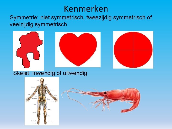 Kenmerken Symmetrie: niet symmetrisch, tweezijdig symmetrisch of veelzijdig symmetrisch Skelet: inwendig of uitwendig 