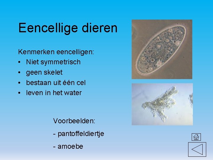 Eencellige dieren Kenmerken eencelligen: • Niet symmetrisch • geen skelet • bestaan uit één