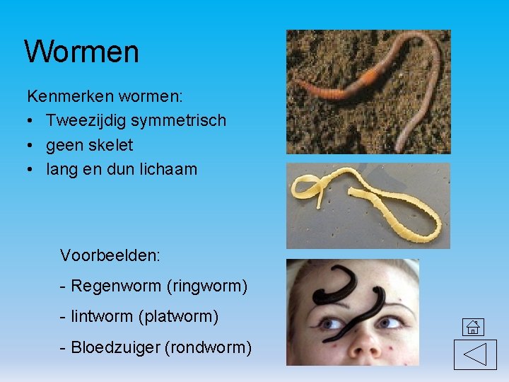 Wormen Kenmerken wormen: • Tweezijdig symmetrisch • geen skelet • lang en dun lichaam