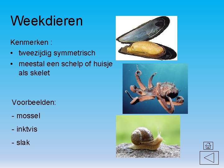 Weekdieren Kenmerken : • tweezijdig symmetrisch • meestal een schelp of huisje als skelet