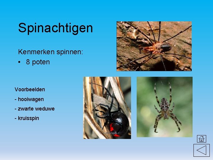 Spinachtigen Kenmerken spinnen: • 8 poten Voorbeelden - hooiwagen - zwarte weduwe - kruisspin