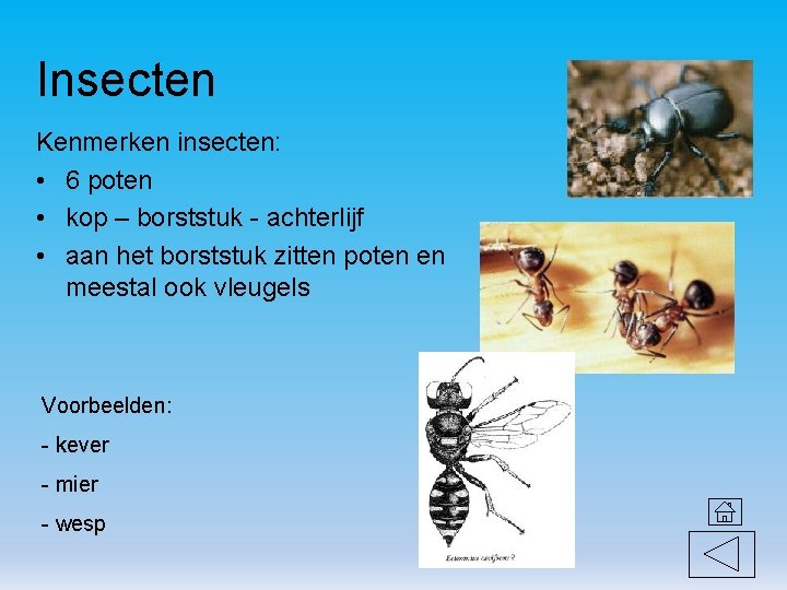 Insecten Kenmerken insecten: • 6 poten • kop – borststuk - achterlijf • aan