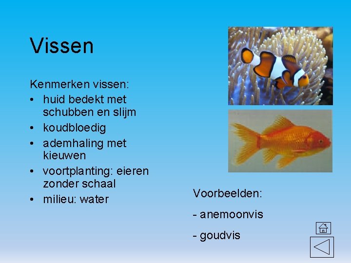 Vissen Kenmerken vissen: • huid bedekt met schubben en slijm • koudbloedig • ademhaling