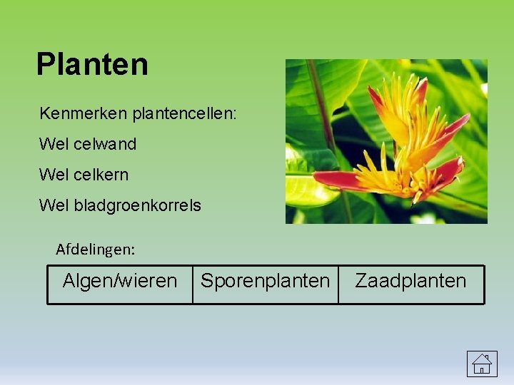 Planten Kenmerken plantencellen: Wel celwand Wel celkern Wel bladgroenkorrels Afdelingen: Algen/wieren Sporenplanten Zaadplanten 