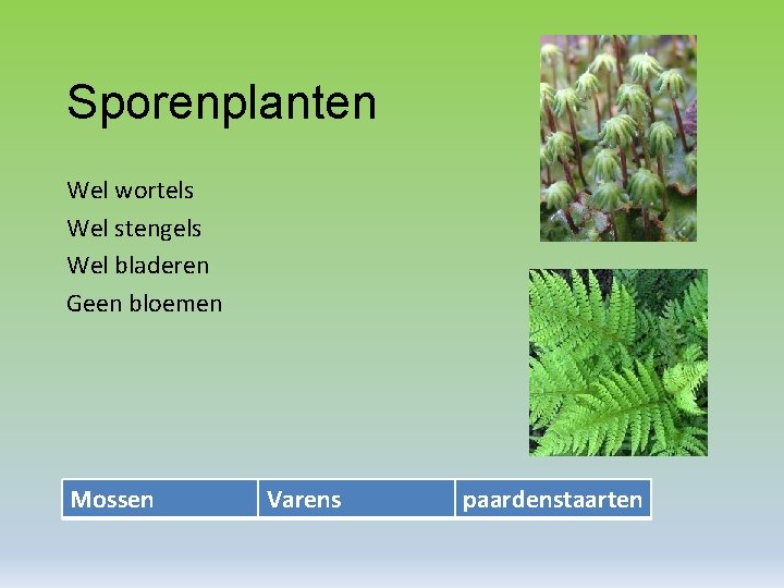 Sporenplanten Wel wortels Wel stengels Wel bladeren Geen bloemen Mossen Varens paardenstaarten 