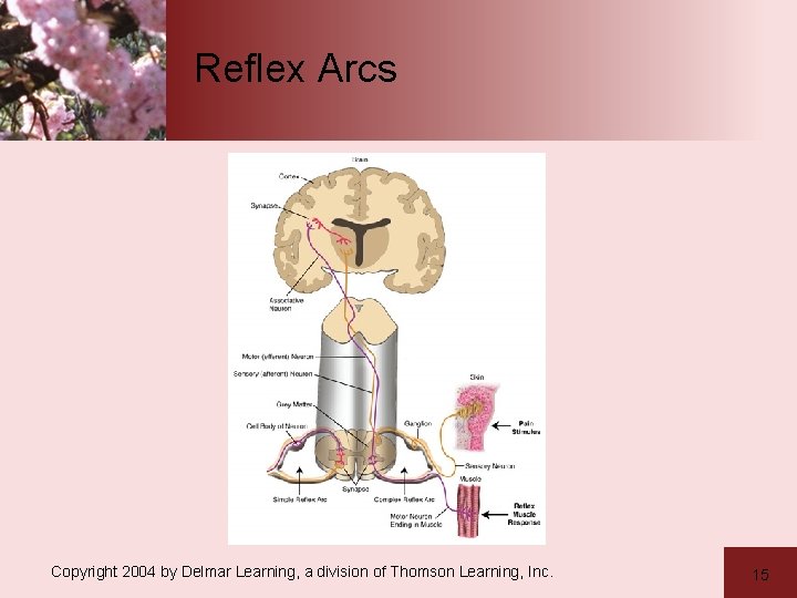 Reflex Arcs Copyright 2004 by Delmar Learning, a division of Thomson Learning, Inc. 15