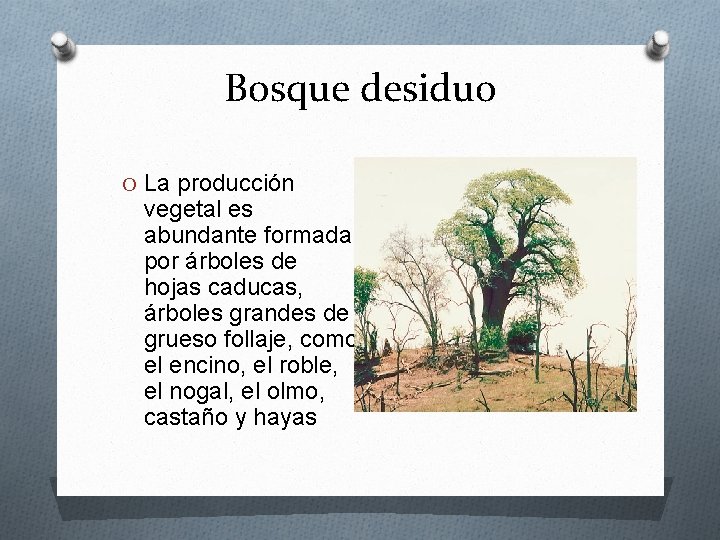 Bosque desiduo O La producción vegetal es abundante formada por árboles de hojas caducas,