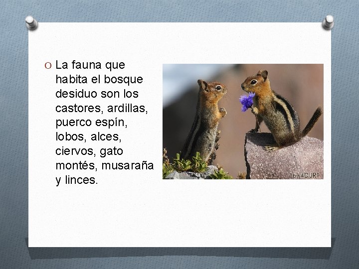 O La fauna que habita el bosque desiduo son los castores, ardillas, puerco espín,