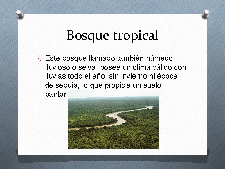 Bosque tropical O Este bosque llamado también húmedo lluvioso o selva, posee un clima