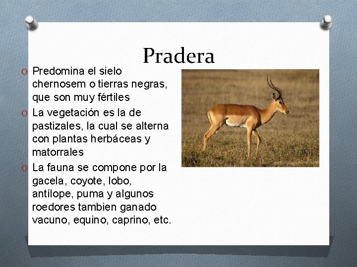 O Predomina el sielo Pradera chernosem o tierras negras, que son muy fértiles O