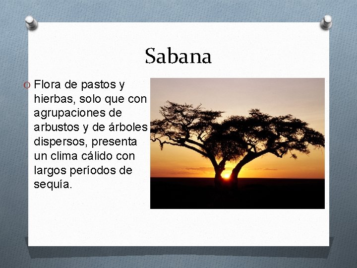 Sabana O Flora de pastos y hierbas, solo que con agrupaciones de arbustos y