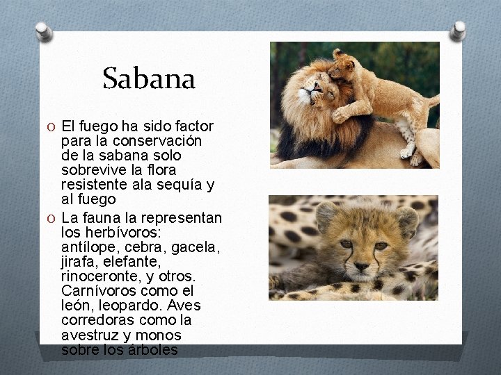 Sabana O El fuego ha sido factor para la conservación de la sabana solo