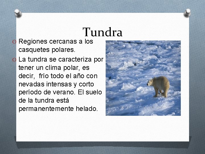Tundra O Regiones cercanas a los casquetes polares. O La tundra se caracteriza por