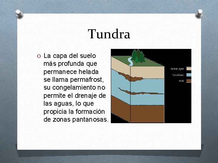 Tundra O La capa del suelo más profunda que permanece helada se llama permafrost,