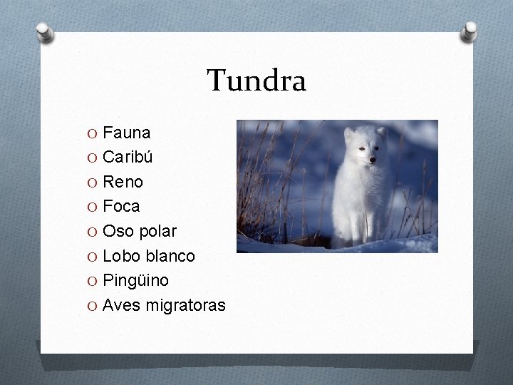 Tundra O Fauna O Caribú O Reno O Foca O Oso polar O Lobo