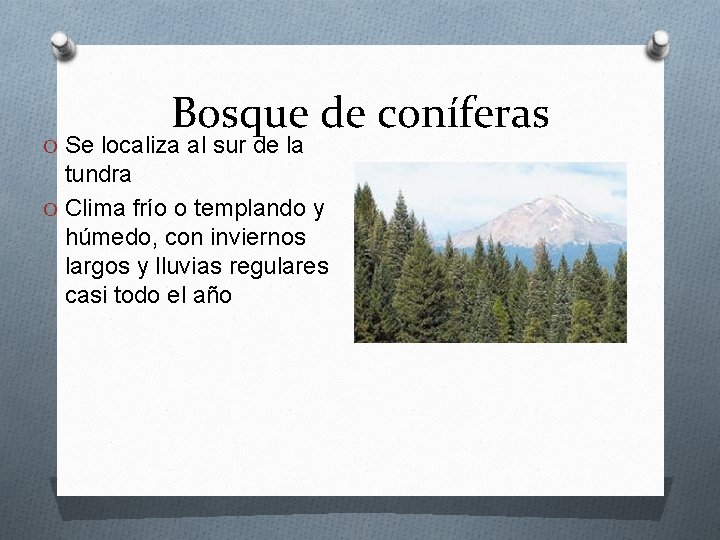 Bosque de coníferas O Se localiza al sur de la tundra O Clima frío