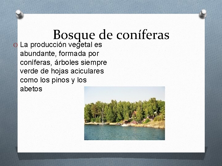 Bosque de coníferas O La producción vegetal es abundante, formada por coníferas, árboles siempre